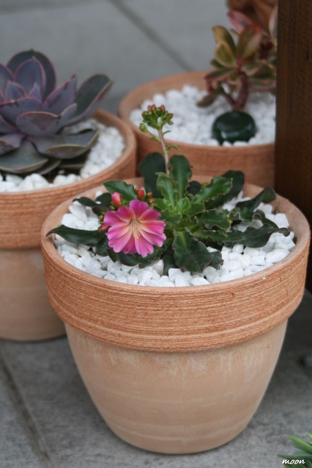Lewisia